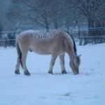 Quitou d'Auvines